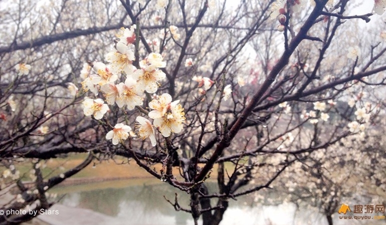  [春天花事]赏二月梅园 观林屋洞 西山草莓采摘